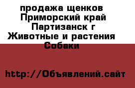 продажа щенков - Приморский край, Партизанск г. Животные и растения » Собаки   